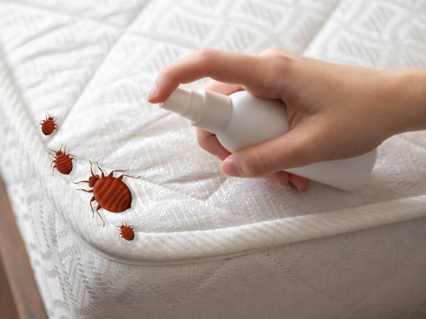 Best Affordable Pest Control Services  in Maple Heights, OH