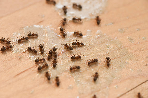 Best Best Pest Control Companies  in Maple Heights, OH